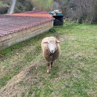 Montone francese