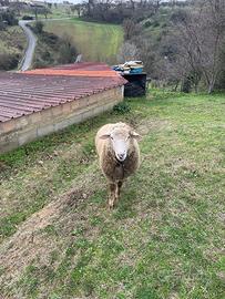 Montone francese