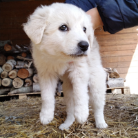 Cuccioli pastore maremmano abruzzese