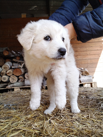 Cuccioli pastore maremmano abruzzese