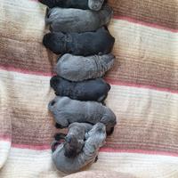 Cuccioli cane corso disponibile a maggio