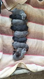 Cuccioli cane corso disponibile a maggio
