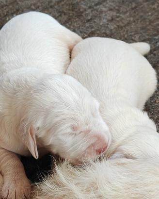 Spinone Italiano