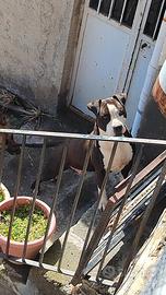 American pitbull terrier ukc