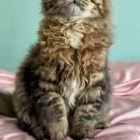 Gattino siberiano ipoallergenico