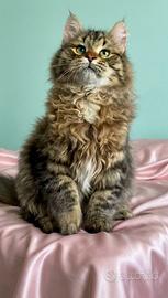 Gattino siberiano ipoallergenico