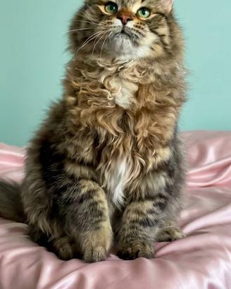 Gattino siberiano ipoallergenico
