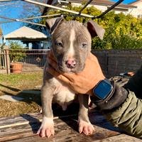 Cuccioli di Amstaff blu