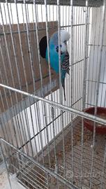 Coppia cocorite inglesi 2025