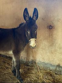 Asinella taglia grande