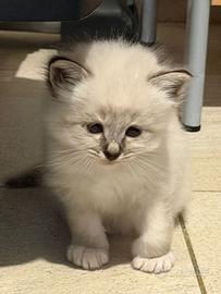 Cuccioli sacro di Birmania