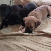 Regalasi incrocio shiba hino