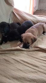 Regalasi incrocio shiba hino