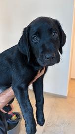 Labrador Retriever Cuccioli