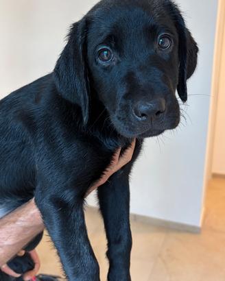 Labrador Retriever Cuccioli