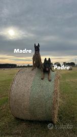 Pastore belga malinois
