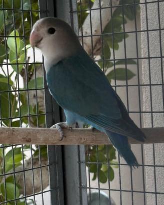 Inseparabile maschio blu