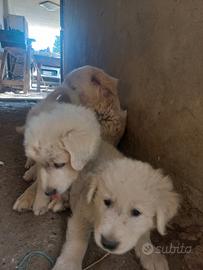 Cuccioli di maremmano