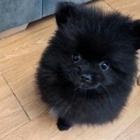 Cuccioli di spitz pomerania neri maschi