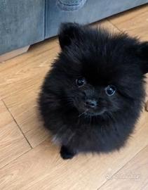 Cuccioli di spitz pomerania neri maschi
