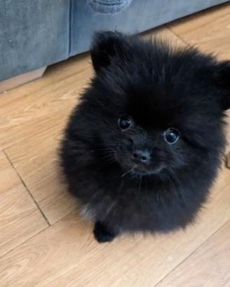 Cuccioli di spitz pomerania neri maschi
