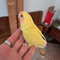 Inseparabili allevati a mano