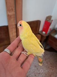 Inseparabili allevati a mano