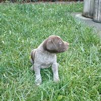 Cucciolo Di Bracco Tedesco