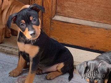 Pincher Nano maschio