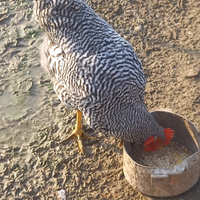 Gallo Amrock