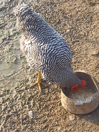 Gallo Amrock
