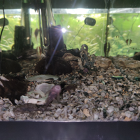 Ancistrus