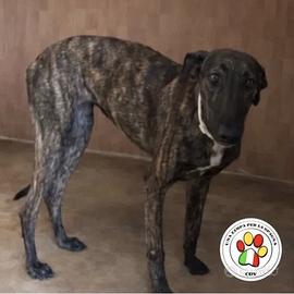 HAVANA giovanissima Galgo