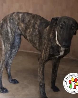 HAVANA giovanissima Galgo