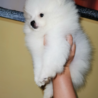 Spitz tedesco nano pomerania con pedigree enci