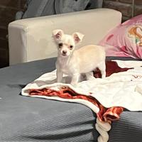 Maschio Chihuahua pelo lungo