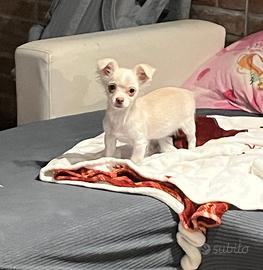 Maschio Chihuahua pelo lungo