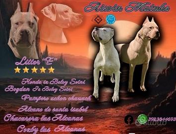 Dogo argentino