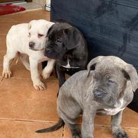 Cucciole Cane Corso 350