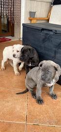 Cucciole Cane Corso 350