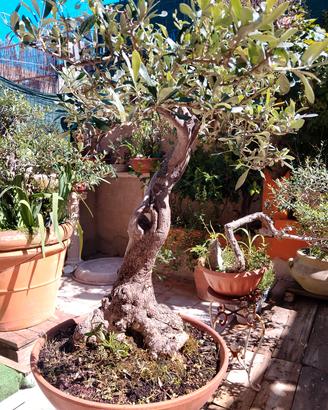 Bonsai da Yamadori olivo