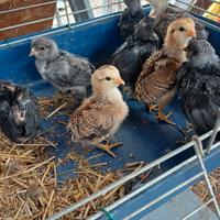 Araucana pulcini