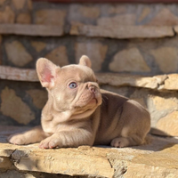 Bulldog francese isabella newshade tan maschio