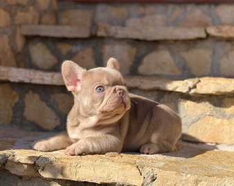 Bulldog francese isabella newshade tan maschio