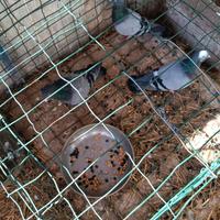 3 piccioni selvatici (torraioli)