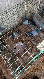 3 piccioni selvatici (torraioli)