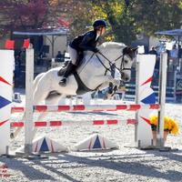 Pony