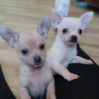 Maschietti chihuahua