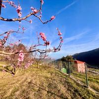 TER. AGRICOLO A RIALTO