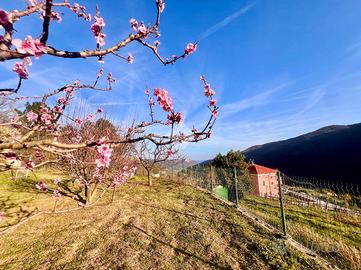 TER. AGRICOLO A RIALTO